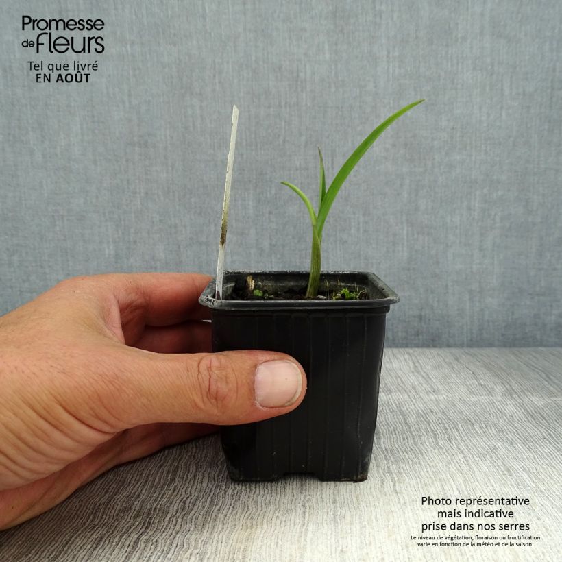 Amostra de Tradescantia andersoniana Domaine de Courson Vaso de 8/9 cm tal como entregue no verão