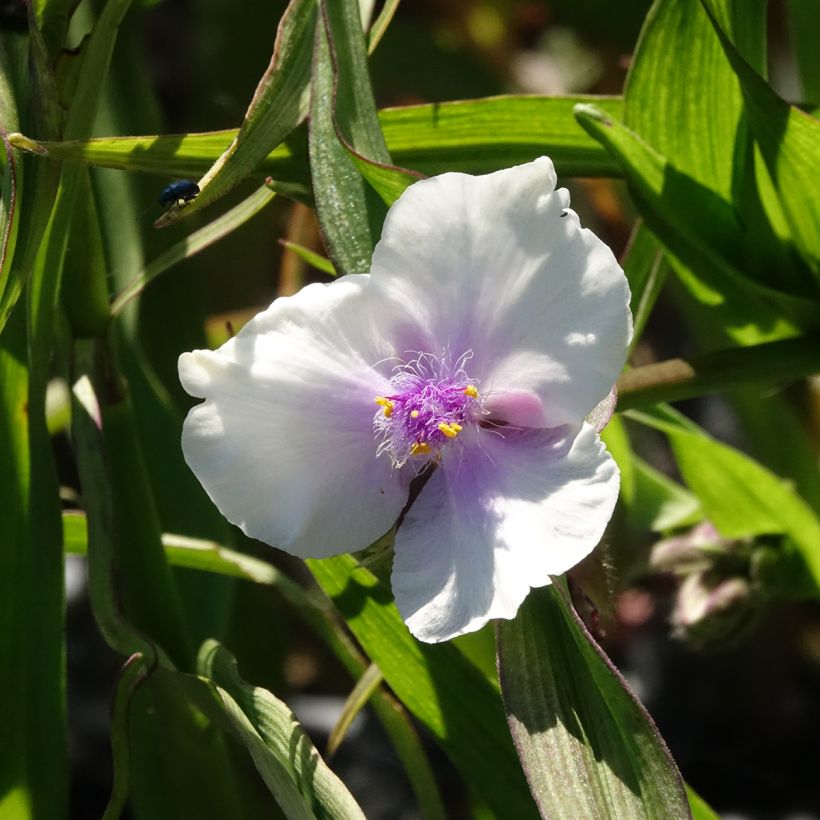 Tradescantia andersoniana Domaine de Courson (Floração)