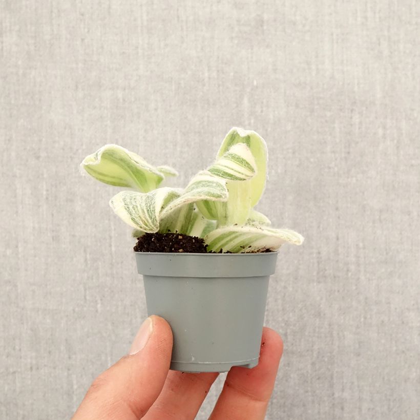 Amostra de Tradescantia Brightness Mini-plante tal como entregue na primavera