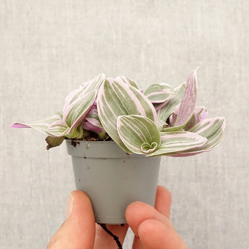 Amostra de Tradescantia cerinthoides Sweetness Mini-plante tal como entregue na primavera