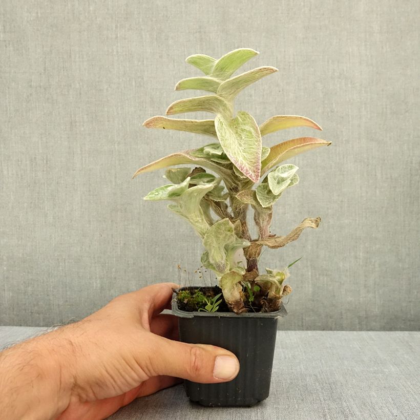 Amostra de Tradescantia sillamontana - Misère laineuse Vaso de 8/9 cm tal como entregue no verão