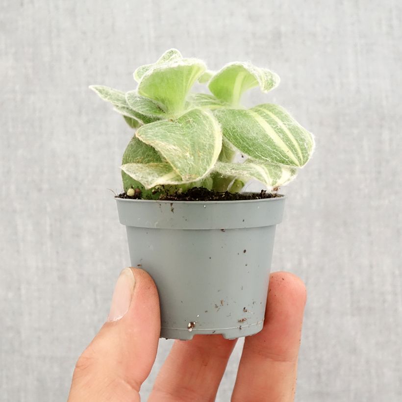 Amostra de Tradescantia sillamontana Variegata Mini-plante tal como entregue na primavera