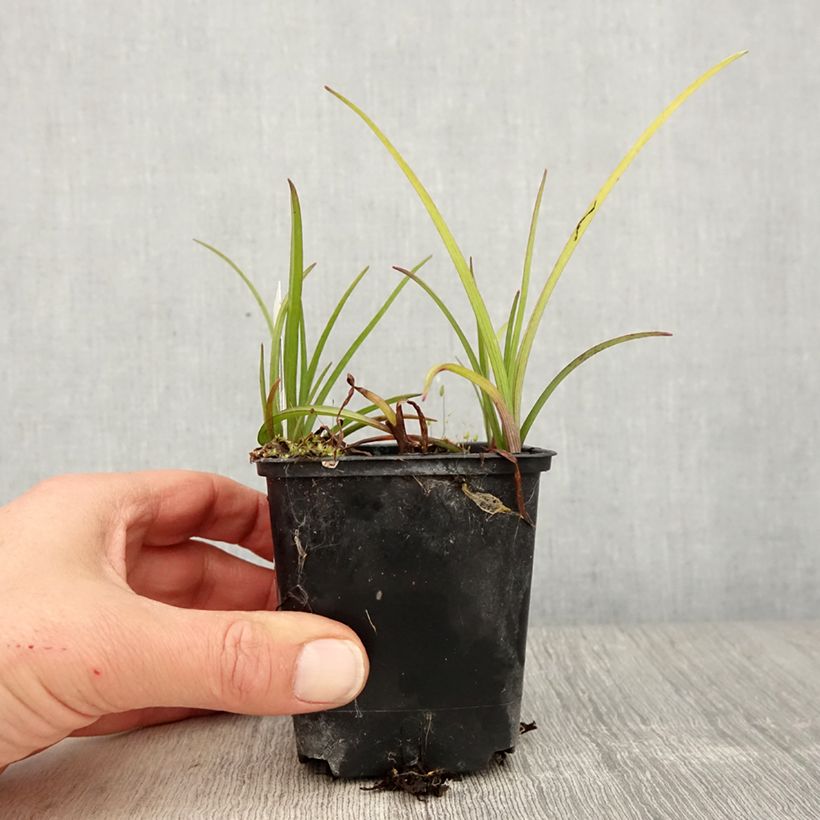 Amostra de Tradescantia virginiana Brevicaulis Vaso de 8/9 cm tal como entregue na primavera