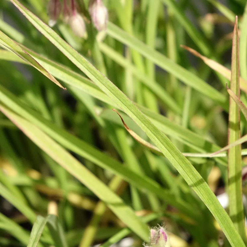 Tradescantia virginiana Brevicaulis (Folhagem)