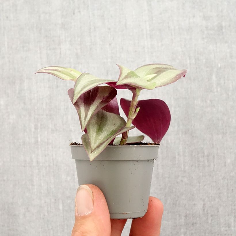 Amostra de Tradescantia zebrina Pink Joy Mini-plante tal como entregue na primavera