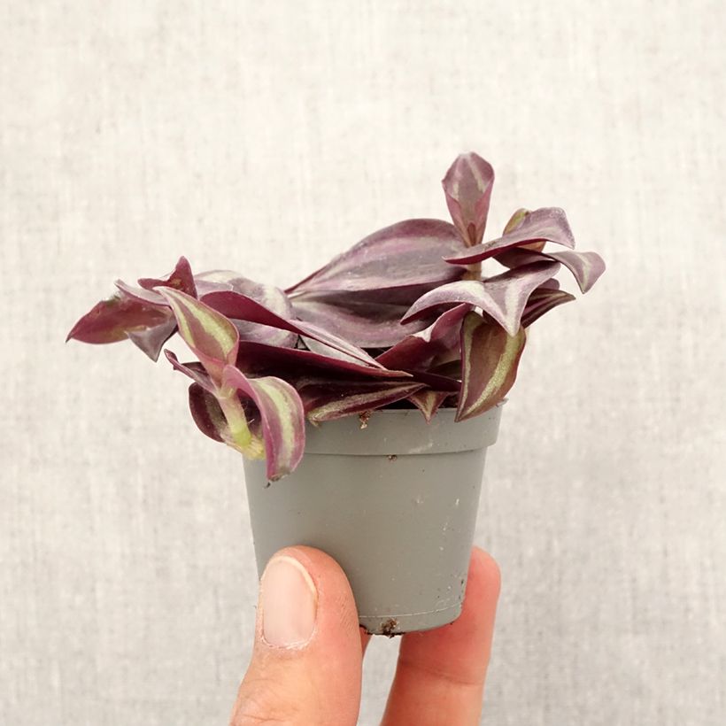 Amostra de Tradescantia zebrina Purple Joy Mini-plante tal como entregue na primavera