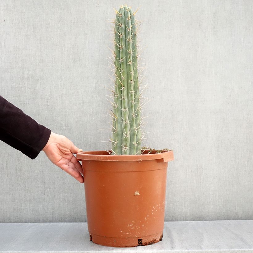 Amostra de Trichocereus cuzcoensis Vaso de 12 L/15 L tal como entregue no outono