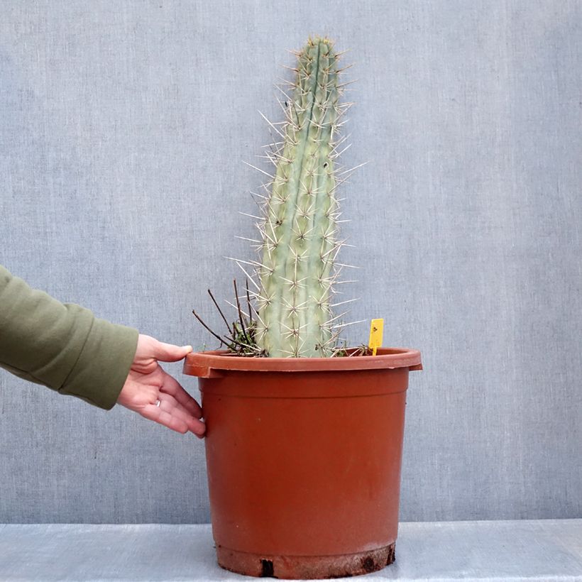 Amostra de Trichocereus cuzcoensis - Cactus cierge Pot de 12L/15L tal como entregue no inverno
