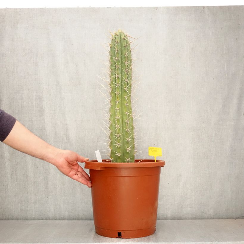Amostra de Trichocereus cuzcoensis Vaso de 12 L/15 L tal como entregue na primavera