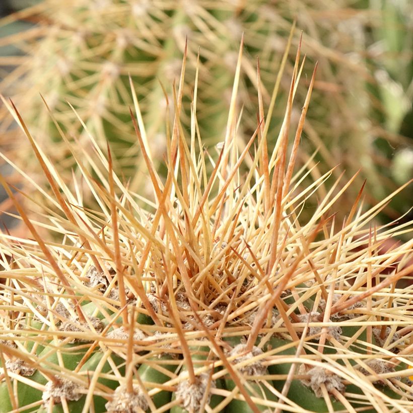 Leucostele terscheckii (Folhagem)