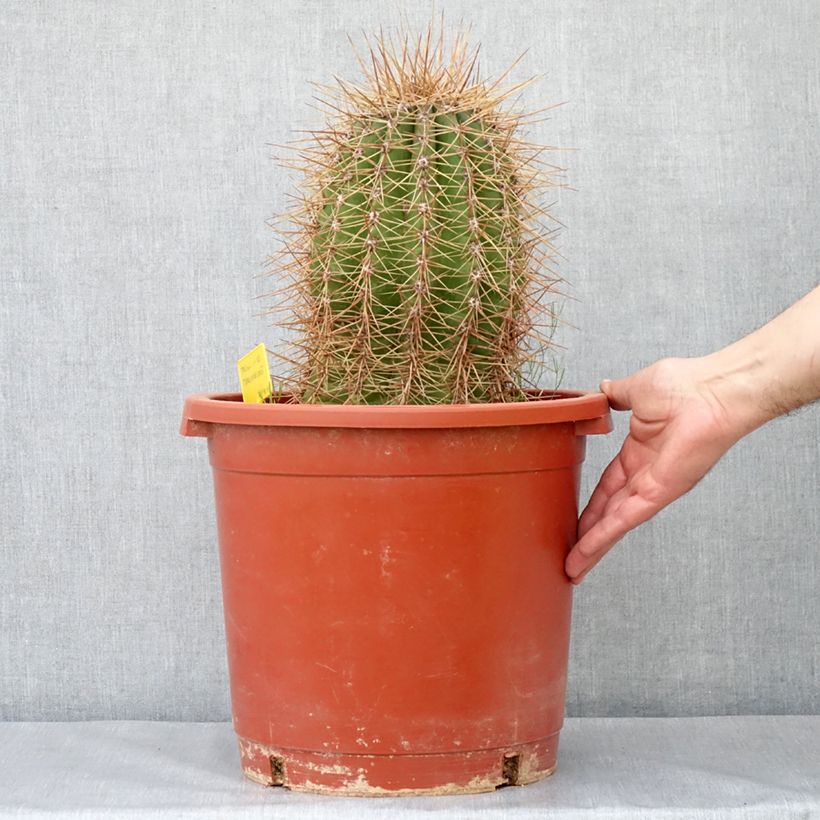 Amostra de Trichocereus terscheckii - Cactus cierge Pot de 12L/15L tal como entregue no inverno