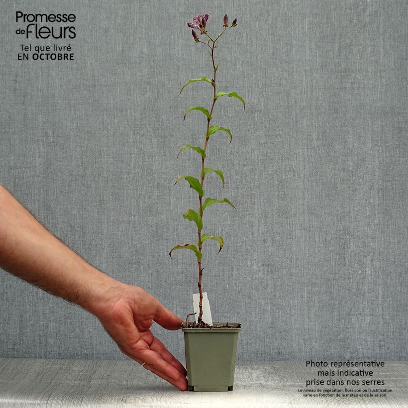 Amostra de Tricyrtis Sinonome Vaso de 8/9 cm tal como entregue no outono