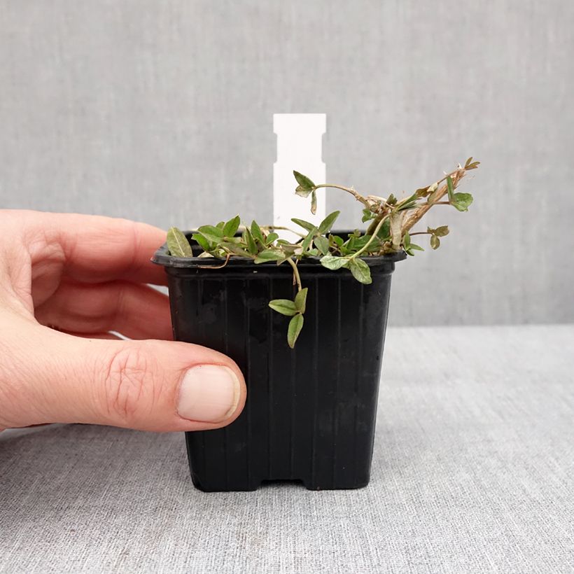 Amostra de Trifolium fragiferum - Trevo-morangueiro Vaso de 8/9 cm tal como entregue no inverno