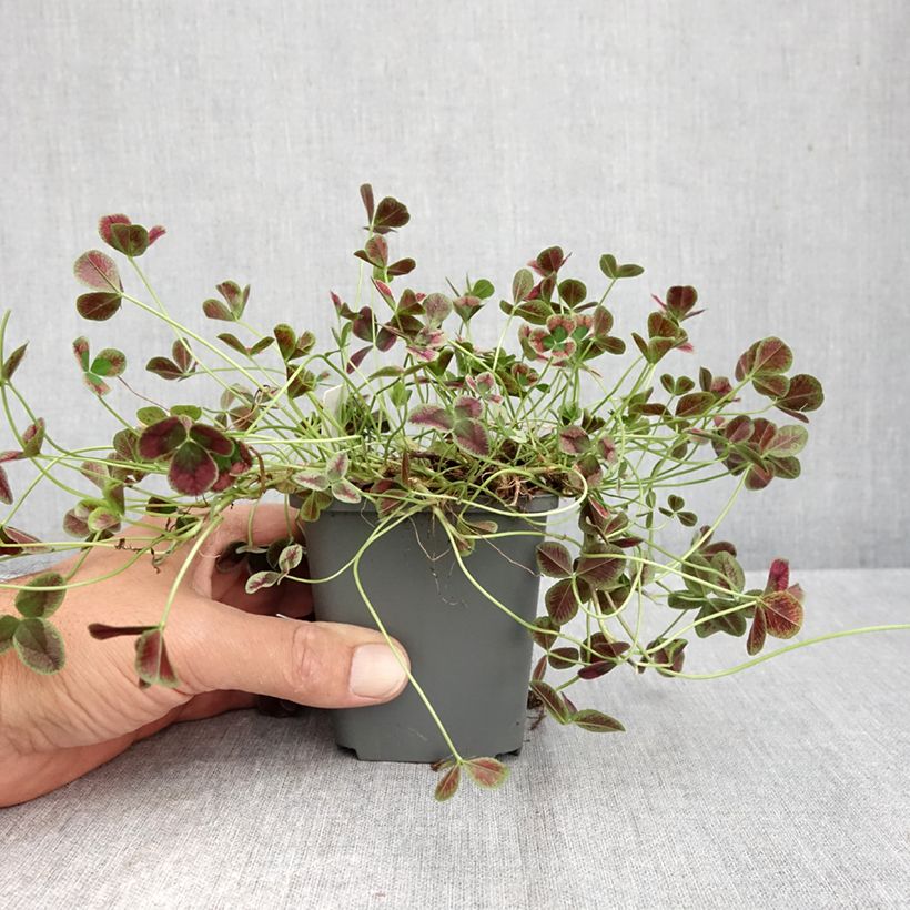 Amostra de Trifolium repens Dark Debbie Vaso de 8/9 cm tal como entregue no outono
