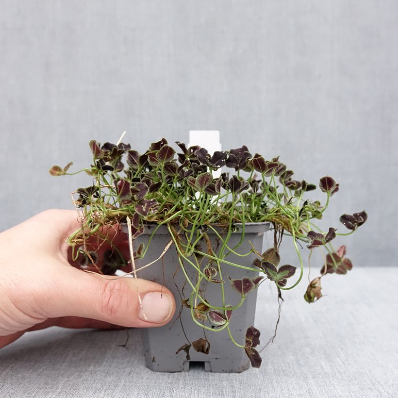 Amostra de Trifolium repens Dark Debbie - Trèfle Godet de 8/9 cm tal como entregue no inverno