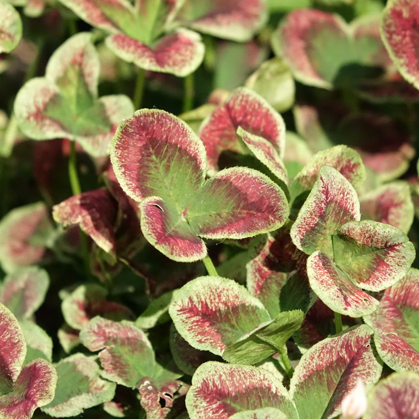 Trifolium repens Estelle (Folhagem)