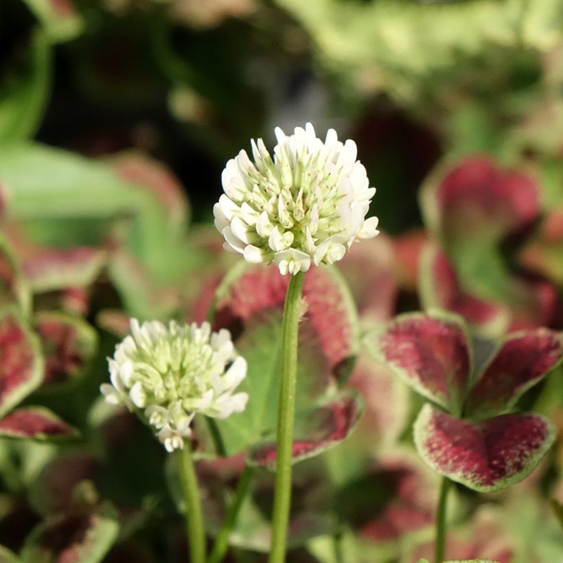 Trifolium repens Estelle (Floração)