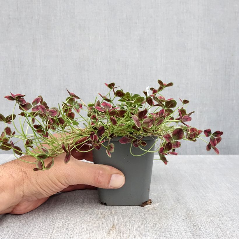Amostra de Trifolium repens Estelle Vaso de 8/9 cm tal como entregue no outono