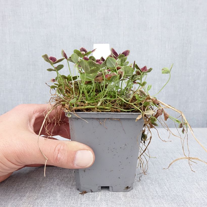 Amostra de Trifolium repens Estelle Vaso de 8/9 cm tal como entregue na primavera