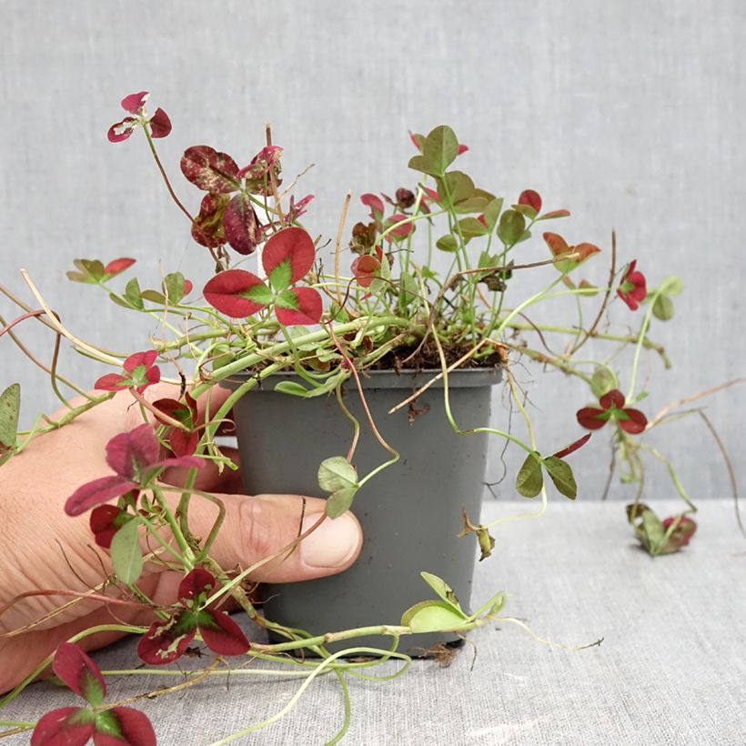 Amostra de Trifolium repens Isabella Vaso de 8/9 cm tal como entregue no outono