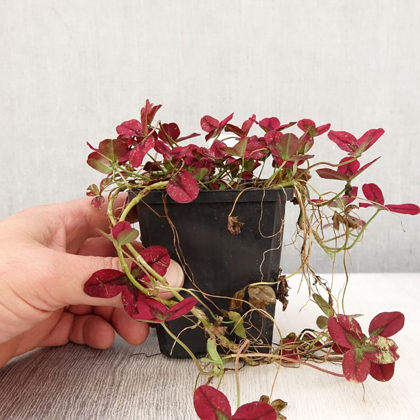 Amostra de Trifolium repens Isabella Vaso de 8/9 cm tal como entregue na primavera