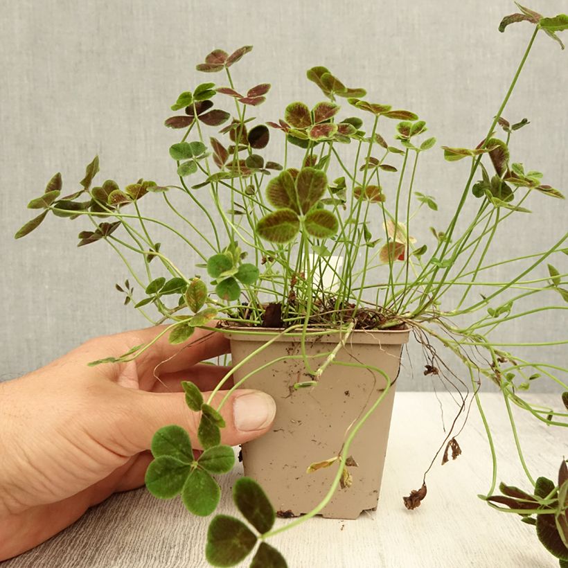 Amostra de Trifolium repens Pentaphyllum Vaso de 8/9 cm tal como entregue no verão