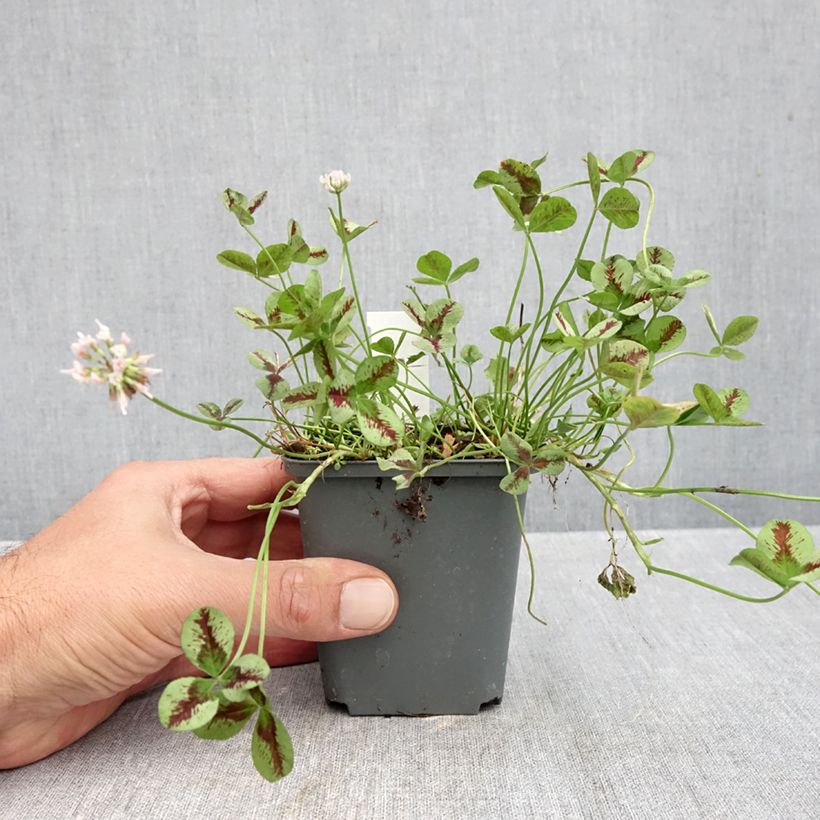 Amostra de Trifolium repens Sweet Mike Vaso de 8/9 cm tal como entregue no outono
