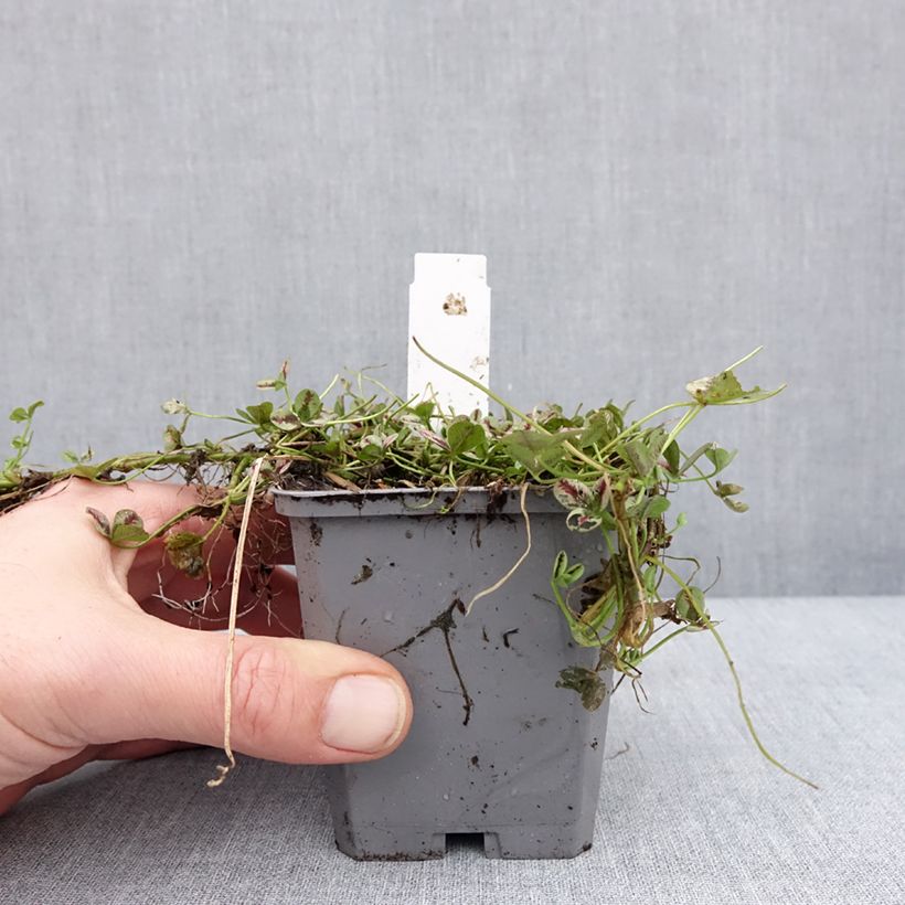 Amostra de Trifolium repens Sweet Mike Vaso de 8/9 cm tal como entregue no inverno