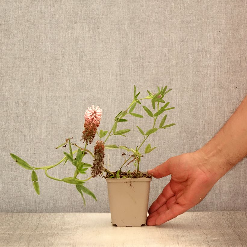 Amostra de Trifolium rubens Peachy Pink Vaso de 8/9 cm tal como entregue no verão