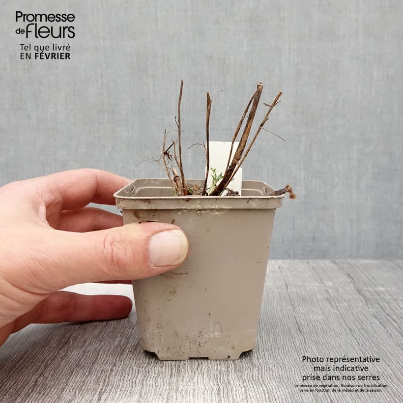 Amostra de Trifolium rubens Peachy Pink - Trèfle pourpré Vaso de 8/9 cm tal como entregue no inverno