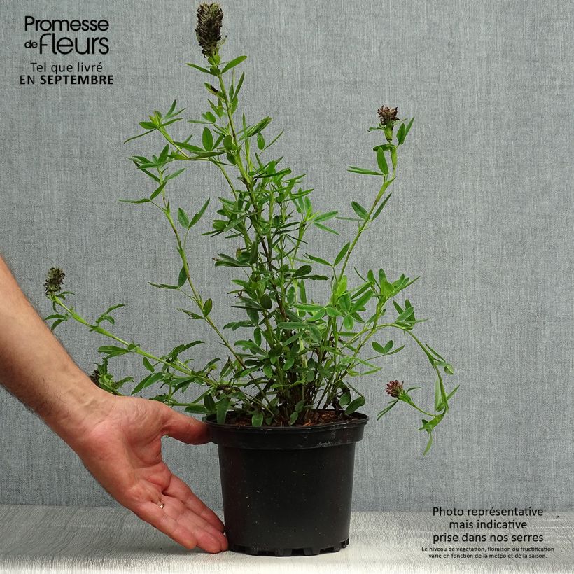 Amostra de Trifolium rubens Vaso de 2 L/3 L tal como entregue no outono