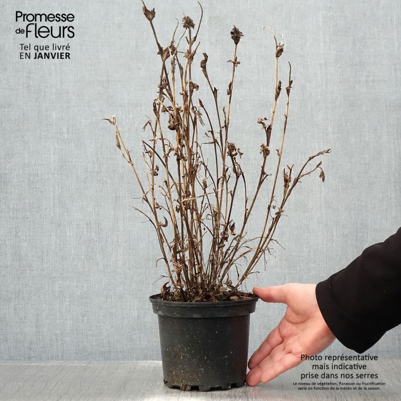 Amostra de Trifolium rubens - Trèfle pourpré Vaso de 2 L/3 L tal como entregue no inverno