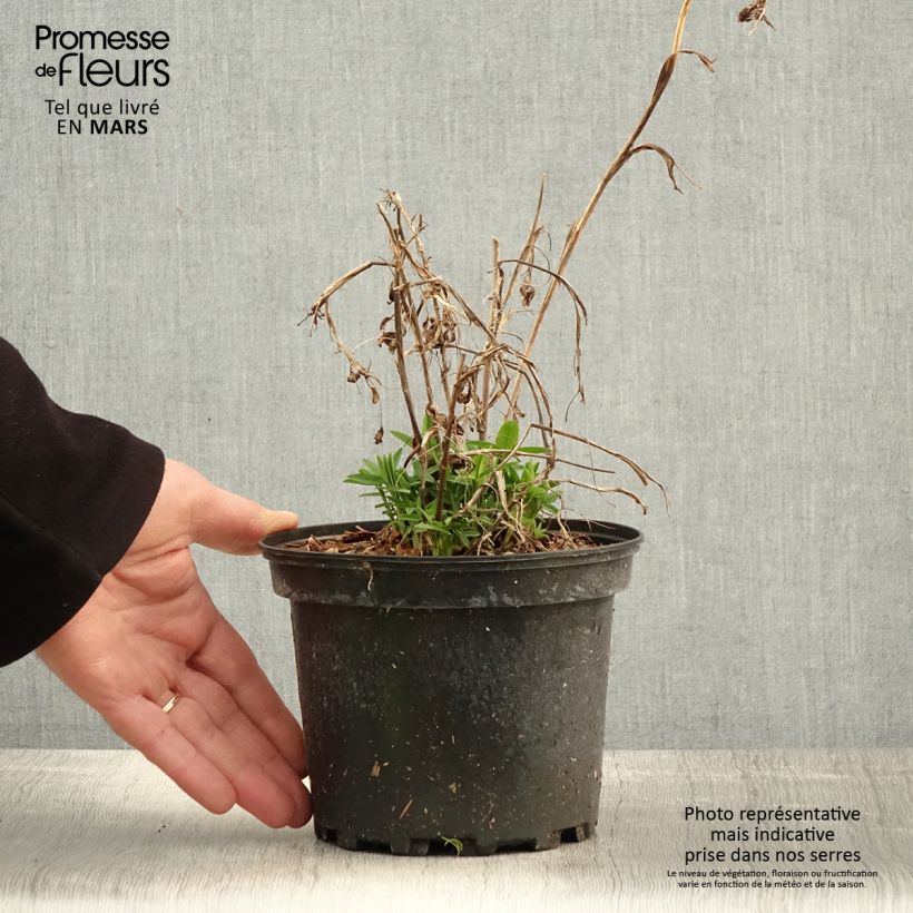 Amostra de Trifolium rubens Vaso de 2 L/3 L tal como entregue na primavera