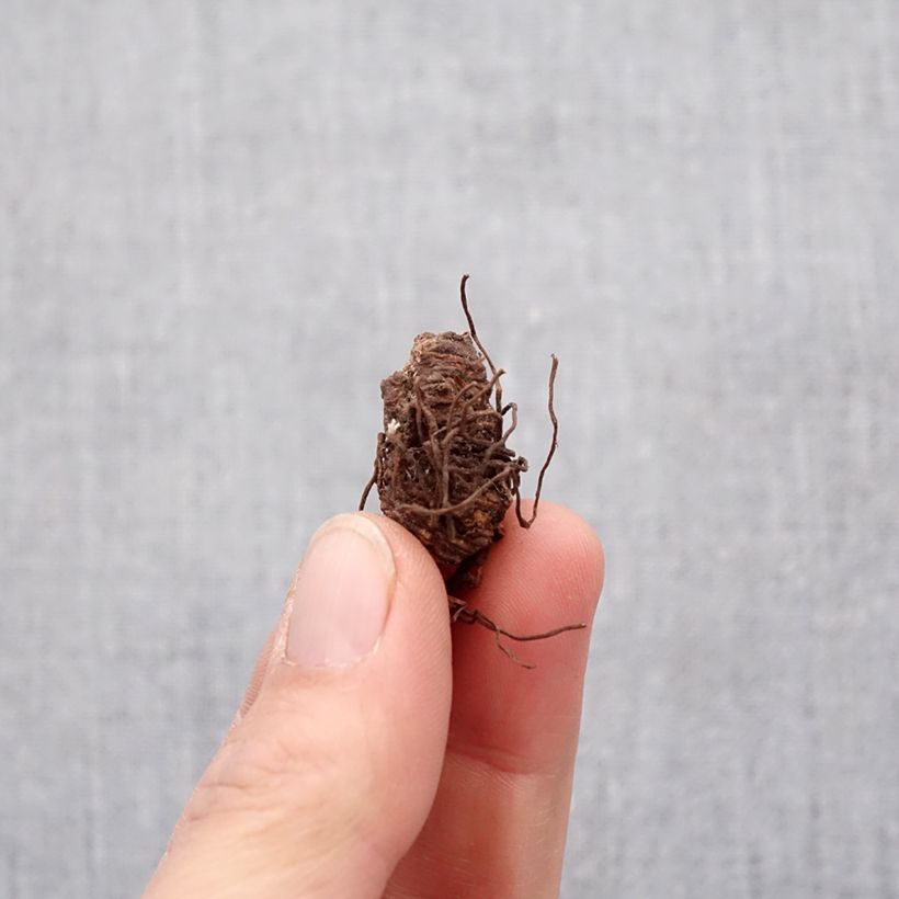 Amostra de Trillium catesbyi (catesbaei) Bulbe Kaliber/Größe I tal como entregue na primavera