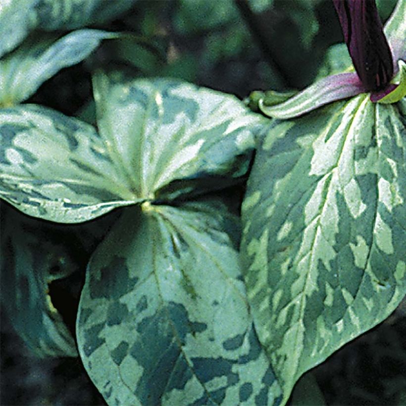 Trillium cuneatum (Folhagem)