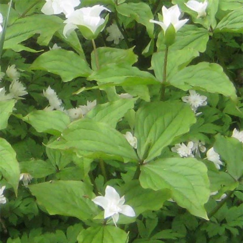 Trillium grandiflorum Flore Pleno (Folhagem)