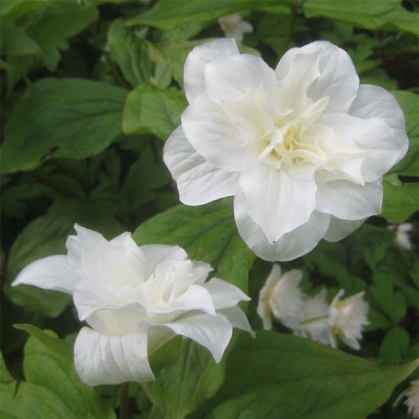 Trillium grandiflorum Flore Pleno (Floração)