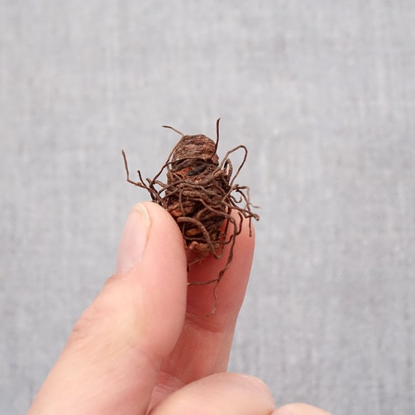 Amostra de Trillium grandiflorum Flore Pleno - Trille blanc à fleurs doubles   Bulbe Kaliber/Größe I tal como entregue na primavera