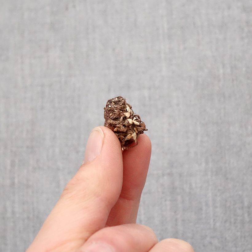 Amostra de Trillium grandiflorum Bulbo Calibre I tal como entregue na primavera