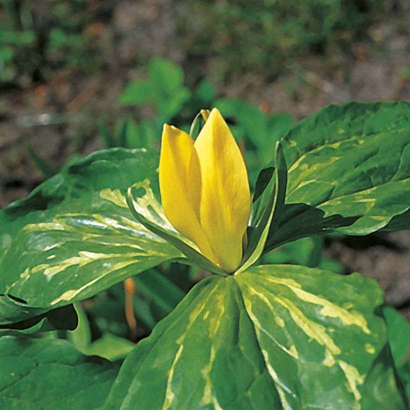 Trillium luteum bolbo (Floração)