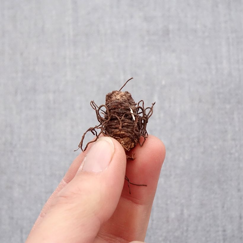 Amostra de Trillium luteum bolbo Bulbo Calibre I tal como entregue na primavera