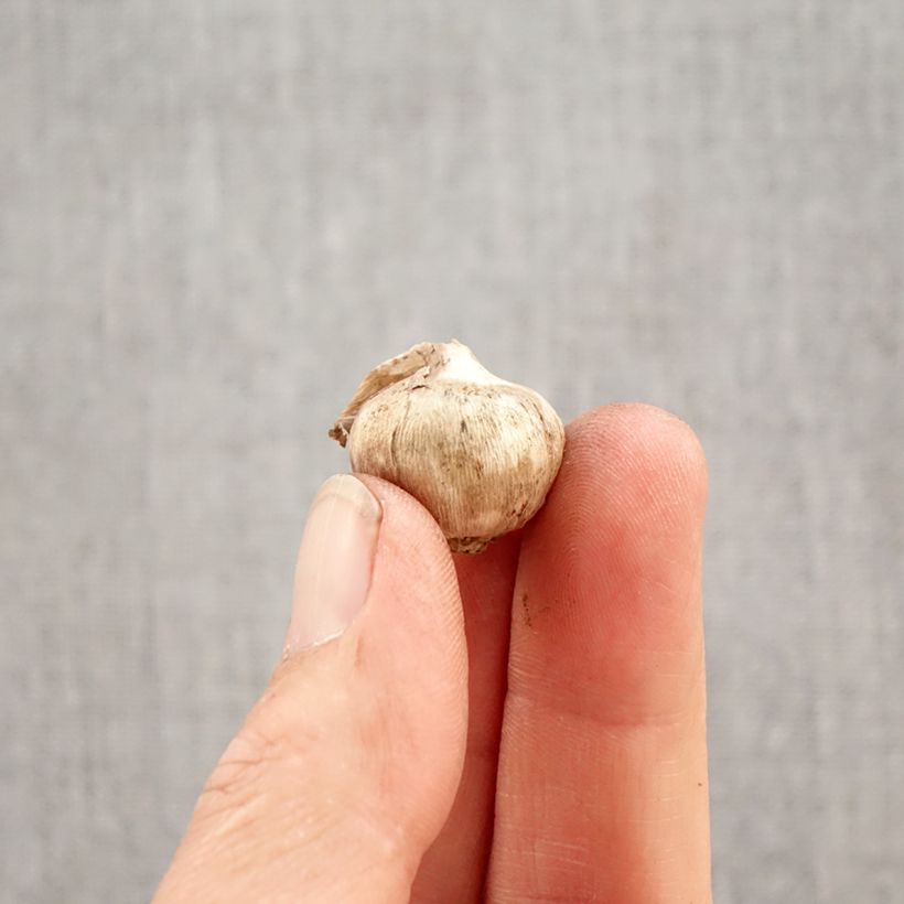 Amostra de Triteleia Aquarius Bulbo Calibre 5+ tal como entregue na primavera