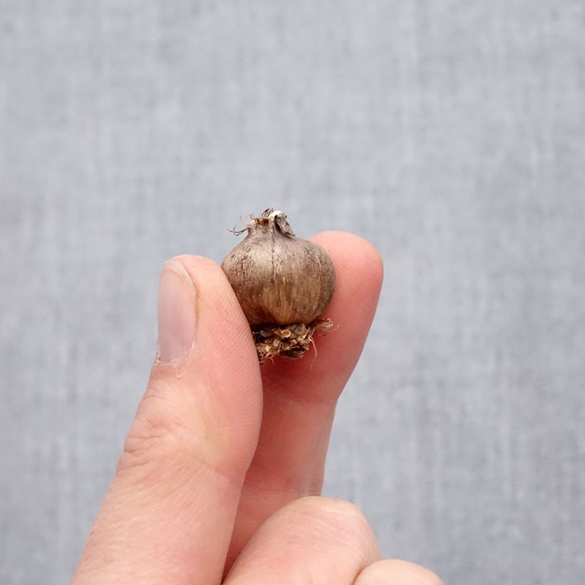 Amostra de Triteleia Corrina Bulbe Kaliber/Größe 5+ tal como entregue na primavera