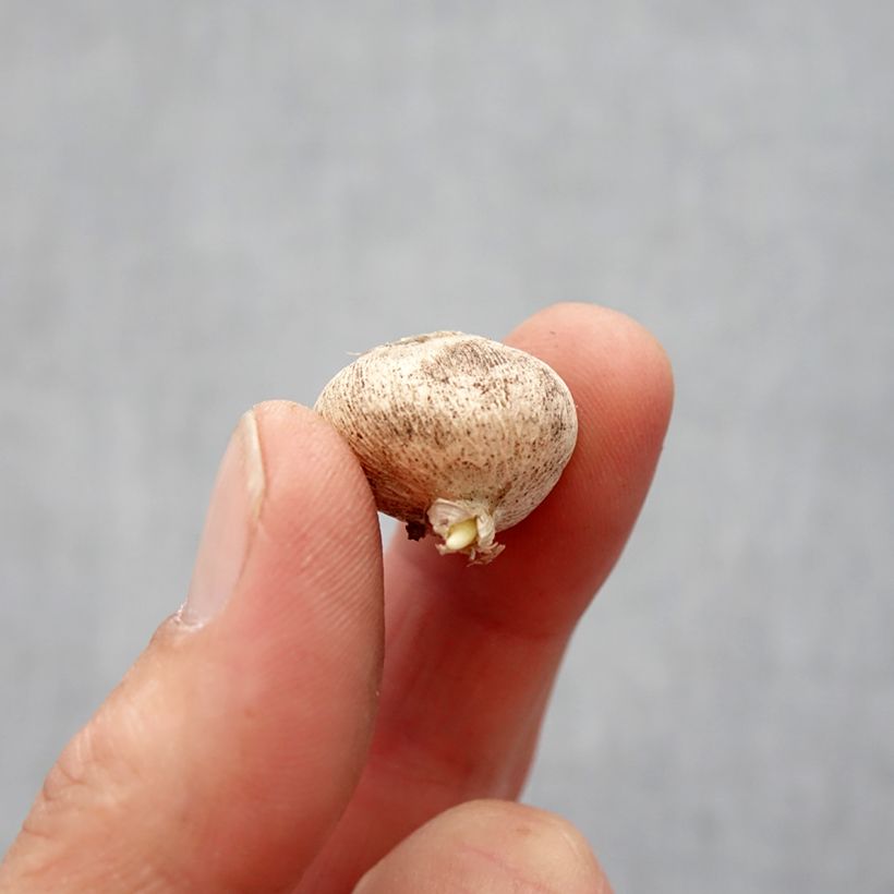 Amostra de Triteleia laxa Queen Fabiola Bulbo size 4+ tal como entregue na primavera