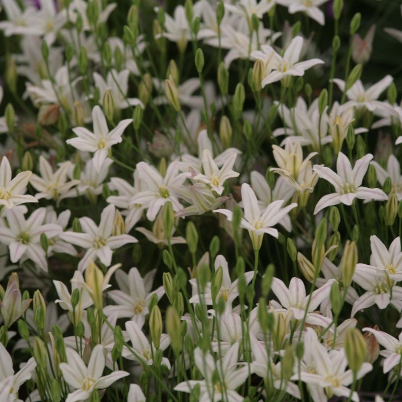 Triteleia laxa Silver Queen (Floração)