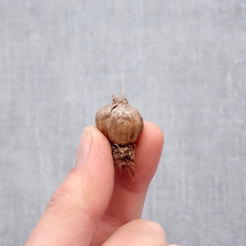 Amostra de Triteleia Silver Queen - Brodiaea Bulbe Kaliber/Größe 5+ tal como entregue na primavera