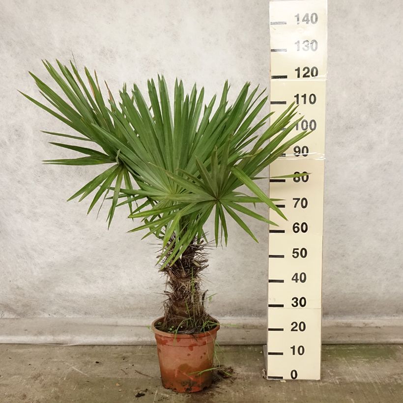 Amostra de Trithrinax campestris Vaso de 7,5 L/10 L tal como entregue no outono