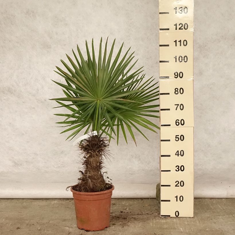 Amostra de Trithrinax campestris Vaso de 7,5 L/10 L tal como entregue no verão