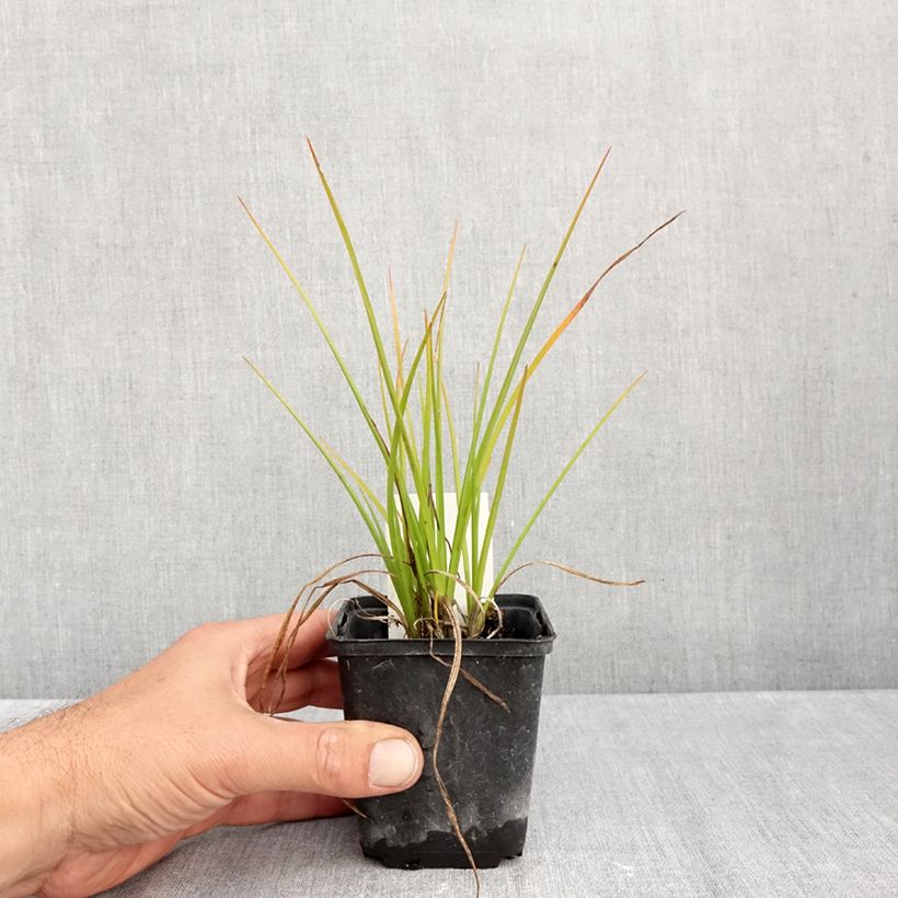 Amostra de Kniphofia Banana Popsicle Vaso de 8/9 cm tal como entregue no outono