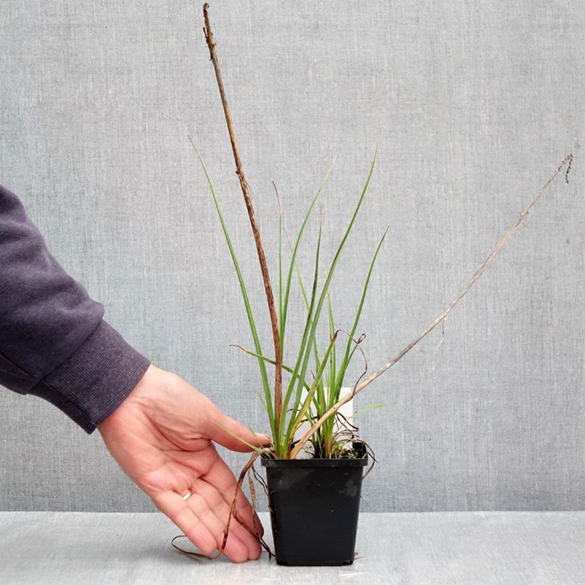 Amostra de Kniphofia Lemon Popsicle Vaso de 8/9 cm tal como entregue no outono